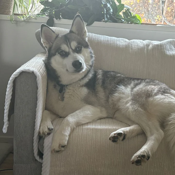 ⏳Ukentlig spesialsalg:🐾Rivfast sofatrekk