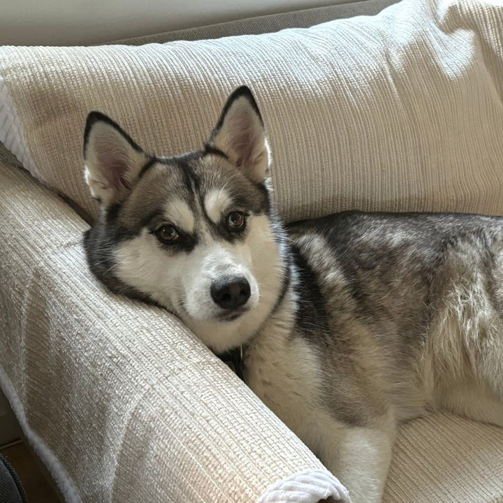 ⏳Ukentlig spesialsalg:🐾Rivfast sofatrekk