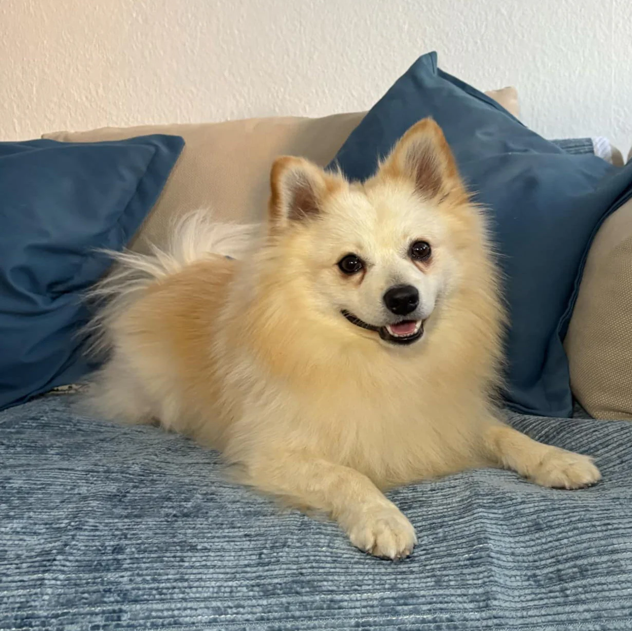 ⏳Ukentlig spesialsalg:🐾Rivfast sofatrekk