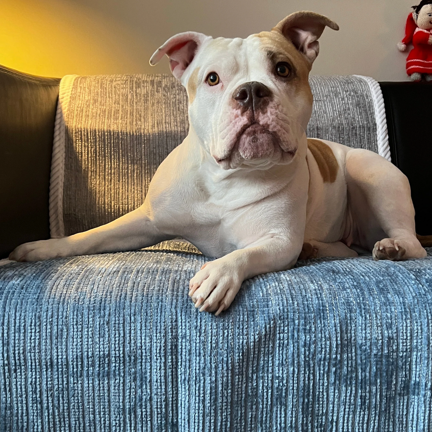 ⏳Ukentlig spesialsalg:🐾Rivfast sofatrekk